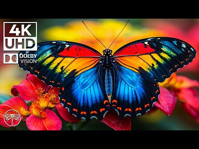 Symphony of Insects - 4K Feel the Peace with Butterfly and Soothing Melodies