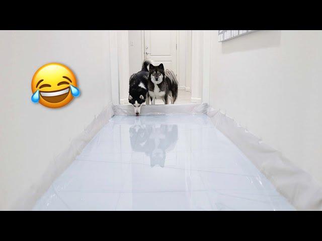 Hallway Full Of Water Prank On My Huskies!