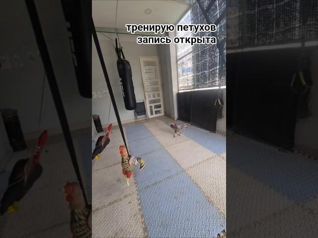 тренирую петушка #петух #прикол #приколы #ржака