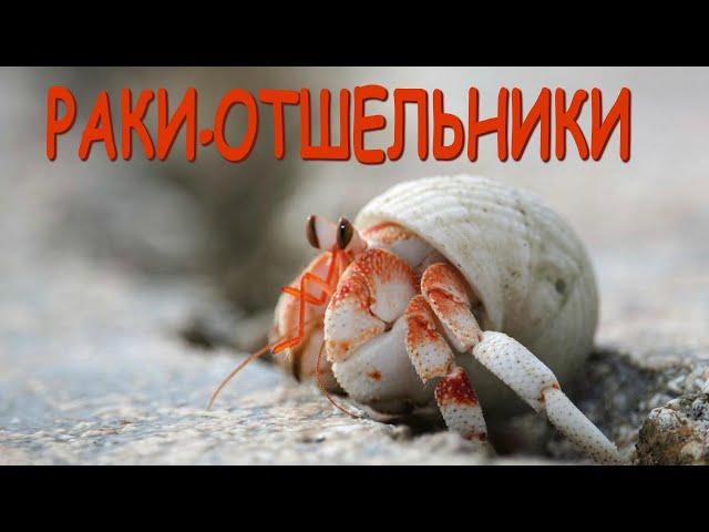 Hermit Crabs | The Wonderful World of Invertebrates