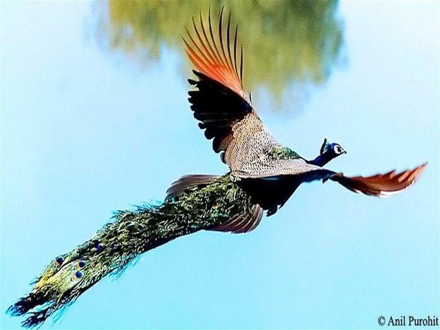 Peacock Flying High - Watch the Amazing Peacock Flight