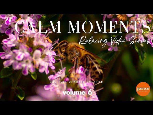 Calm moments Vol.6 - Serenità Interiore: Momenti di Relax con Suoni Melodiosi