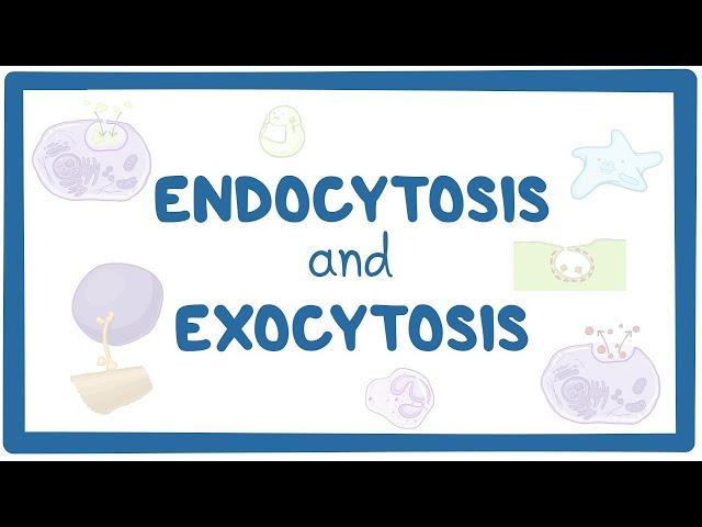 Endocytosis and exocytosis