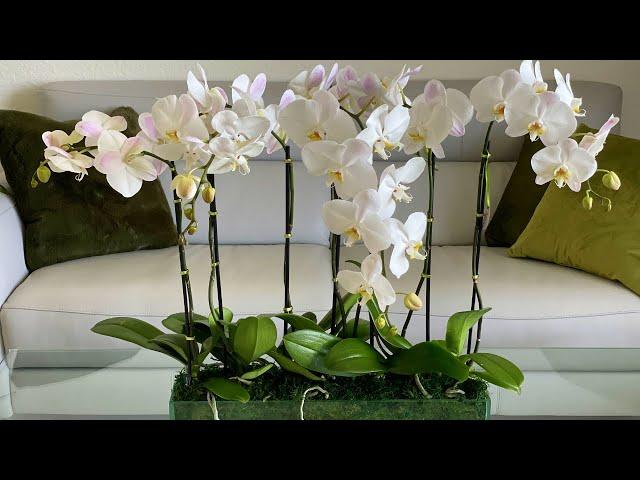 Orchid arrangement "Lucky Boat" | Viva Orchids of Boca Raton