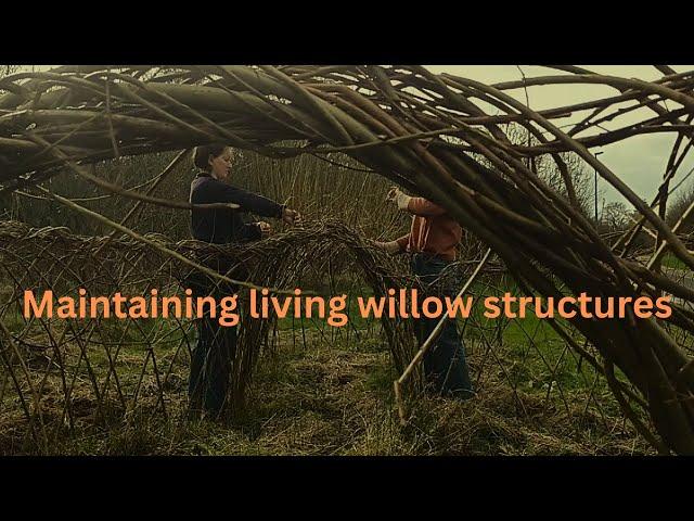 Maintaining living willow structures, update on previous structures.