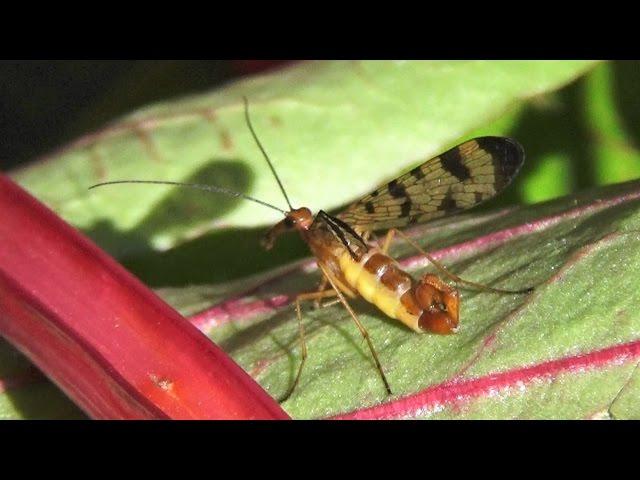 Scorpionfly - female and male (Mecoptera Panorpidae Panorpa)