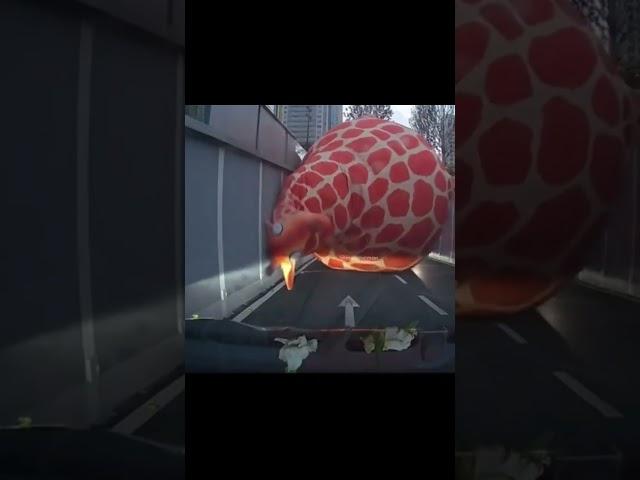 THIS IS WHY I WAS LATE TO WORK VOICEOVER!! 