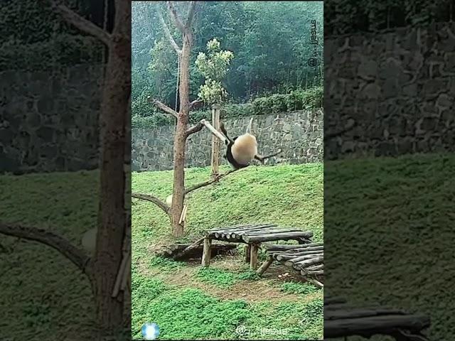 Chubby Panda Fail