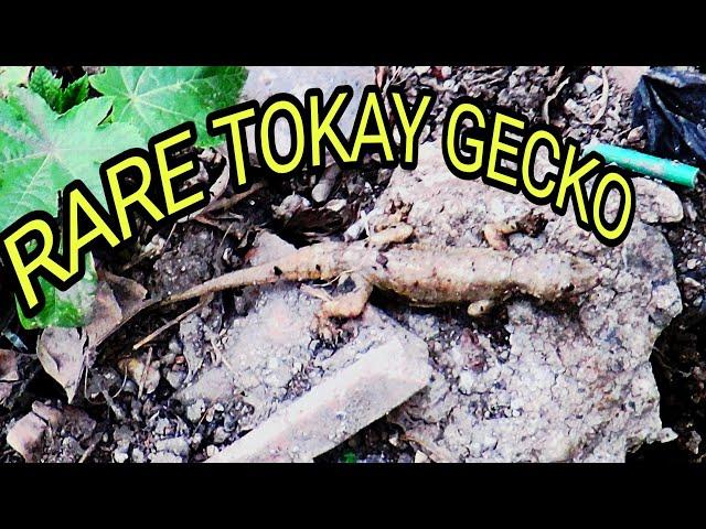 Rare Tokay Gecko @expiditionaturae. #wildlife #gecko #gekko #lizard