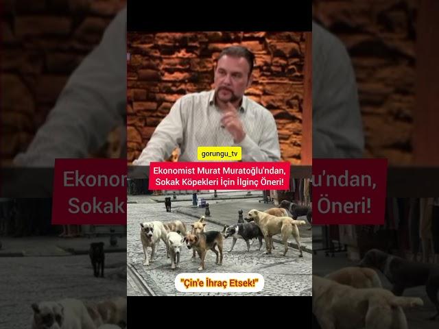 Murat Muratoğlu'dan, Sokak Köpekleri İçin İlginç Öneri! #shorts #sokakköpekleri #köpek #haber