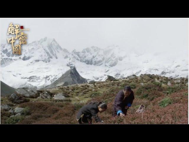 喜马拉雅雪山上，藏族舅舅带大学侄女沉浸采药，学习《本草纲目》，助力其实现藏医梦想【秘境神草第二季】