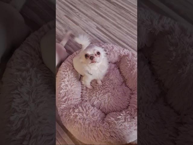 Дом чихуахуа и той-пудель Кастропуло Крым ️