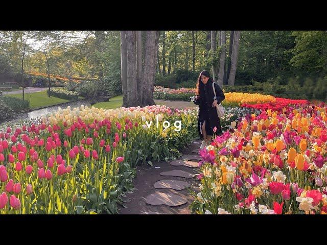 pretty tulip fields  | weekend vlog