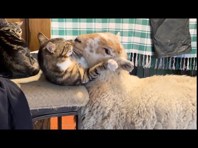 Cat And Lamb Friendship