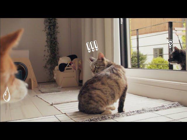 A Stray Cat Came Into the House on a Rainy Day ‍⬛ | A Cute Everyday Life in the Korean Countryside