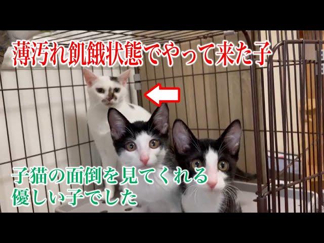 薄汚れガリガリに痩せ細った猫を保護したらとんでもない美猫に変身しました！