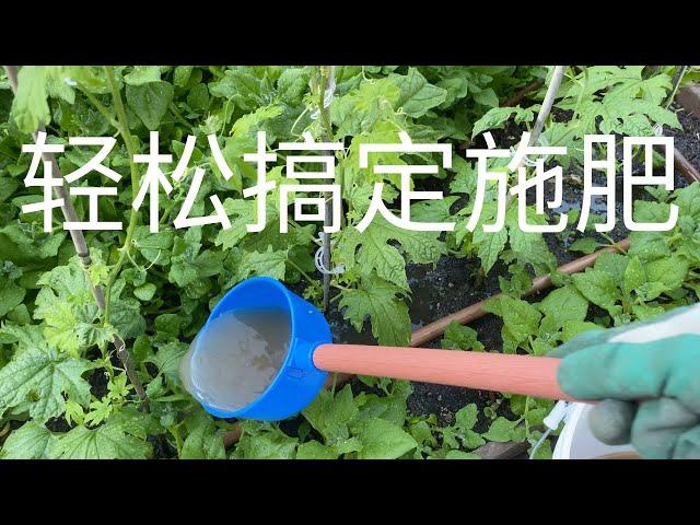 【种菜】知道这几点就可以轻松搞定施肥｜施肥时机和肥料选择｜Fertilizing Your Vegetables The Easy And Efficient Way