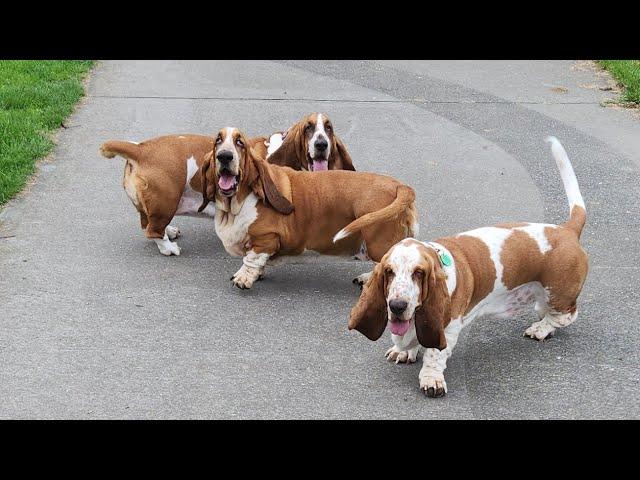 Basset hound buffoonery