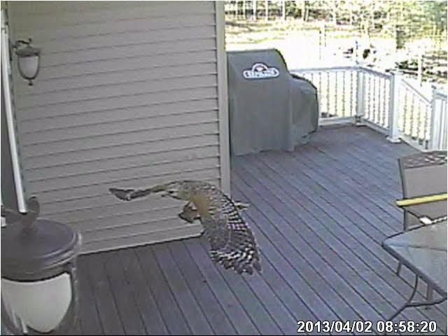 Red Tailed Hawk grabs frog from koi pond and hits window at 58 MPH