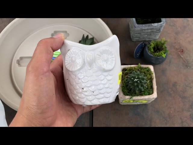 Small succulent haul and air dry clay pot update