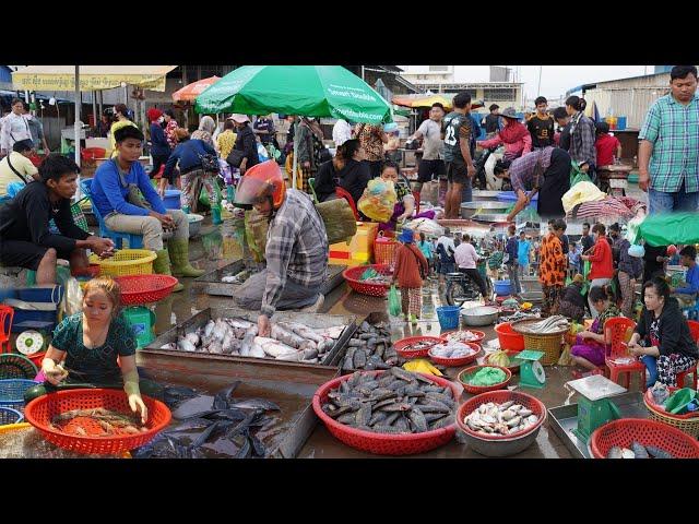 Early Morning Fish Market Scene in Cambodia - Plenty Alive Fish, Rural Fish, Dry Fish & More Seafood