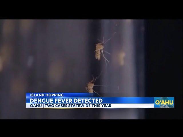 Second case of dengue fever on Oahu this year