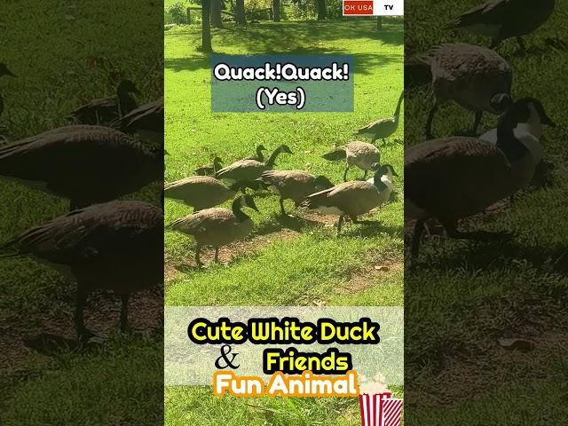 Humor!A White Ducks&Friends??!!재미난 오리들과 대화~ #cuteanimals #funnyanimal