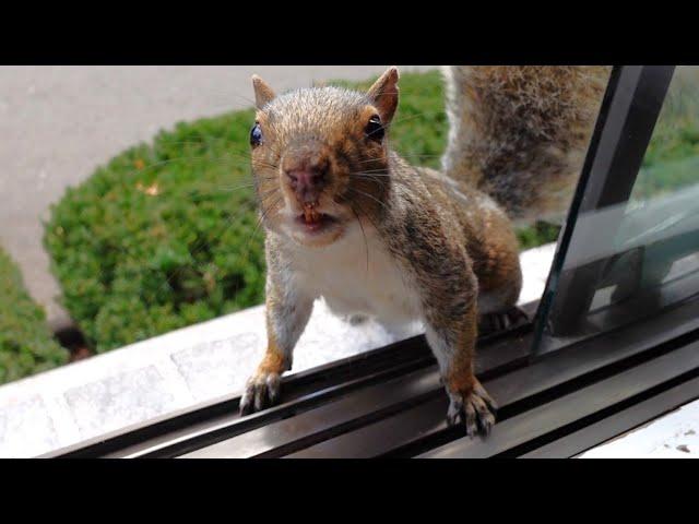 Squirrel tries to intimidate me