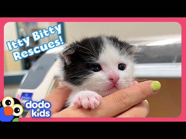 Itty Bitty Puppies and Kittens Need Homes! | Dodo Kids | Rescued!