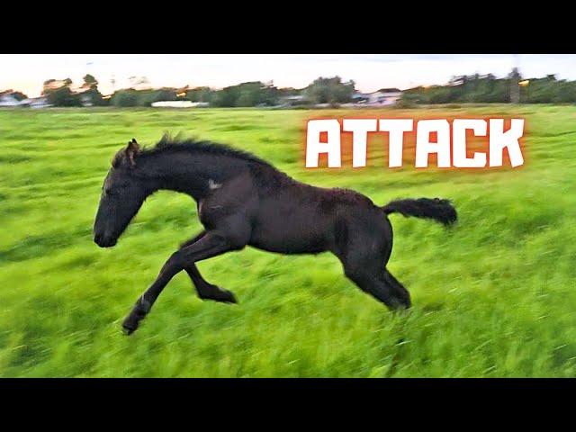 I'm being 'attacked' by this foal. Saly is finally the boss! But over whom? | Friesian Horses