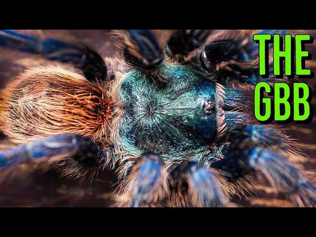 The Amazing Green Bottle Blue Tarantula - Everything YOU Need To Know!