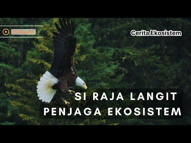 BURUNG ELANG, SANG PREDATOR PUNCAK DARI ATAS AWAN