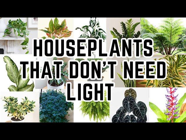 Top 20 Low Light Houseplants For Dark Rooms (These Don’t Die)