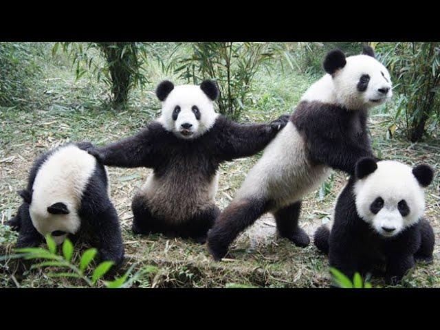 Panda Funny Moment Videos  Panda is like a Big meatball that keeps wrestling  Panda Video