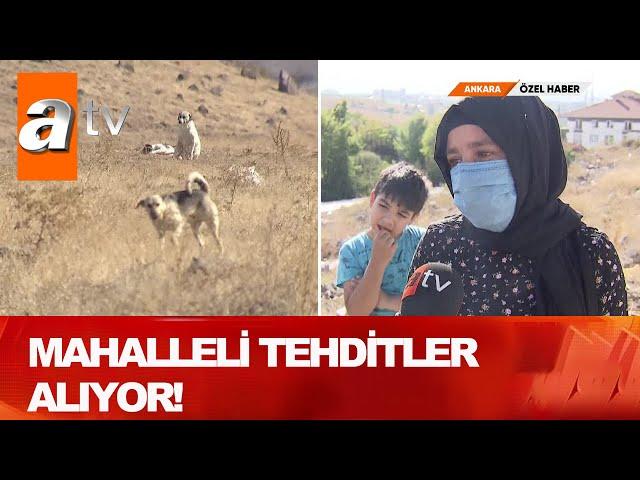 Köpek katliamı! - Atv Haber 23 Ekim 2020