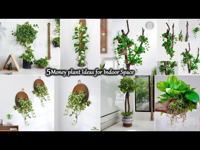 5 Money Plants Indoor Decoration & Hanging Techniques You’ll Love | Grow Money plant//GREEN PLANTS