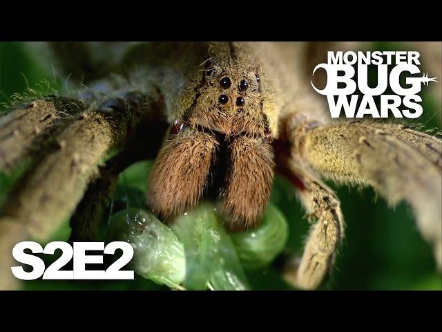 MONSTER BUG WARS | Blood on the Forest Floor | S2E2