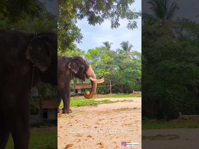 പിന്നല്ല... ചെറുക്കൻ വേറെ ലെവൽ... |#cheruppulasseri #ayyappan #keralaelephant #vibes #video #new