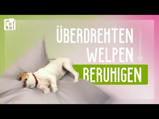 Überdrehten Welpen beruhigen [8 einfache Top-Tipps]