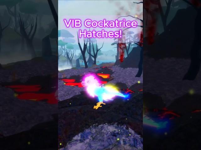 VIB Cockatrice Roars in Volcano!  Feather Family #FeatherFamily #Roblox #RobloxShorts