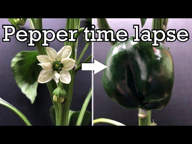 Growing peppers time lapse - flower to fruit in 60 days