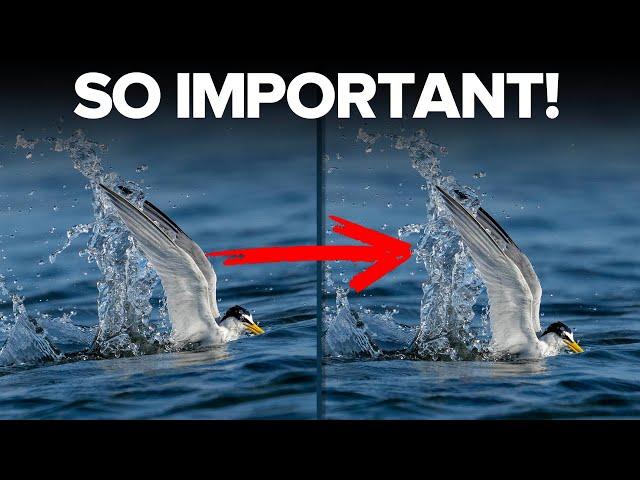 Bird Photographers Need This Tip!