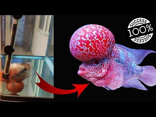 சரித்தர சாதனை | Fish recovered from swim bladder disease |Fish Doctor india