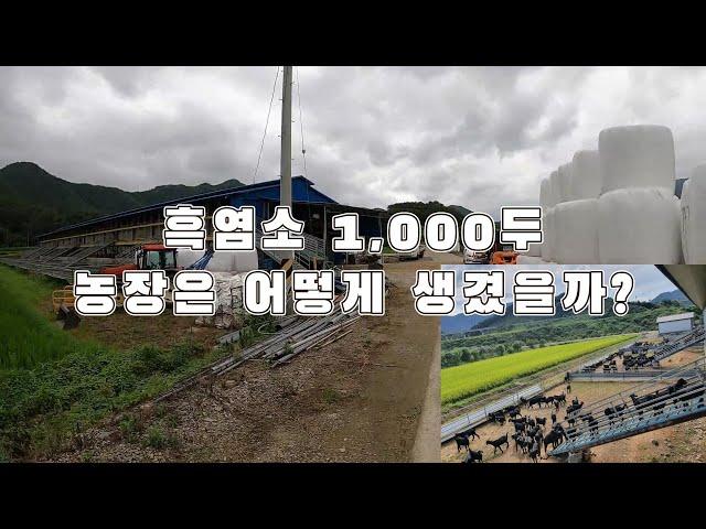 흑염소 1000두 농장은 어떻게 생겼을까? / 축사공간 활용 최적화 / 장흥군 염소농장 / 농장소개 2부