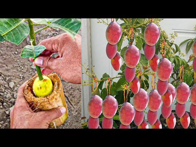 How To Grow Mango Tree With Potato In Banana Tree Trunk |  Grafting Mango