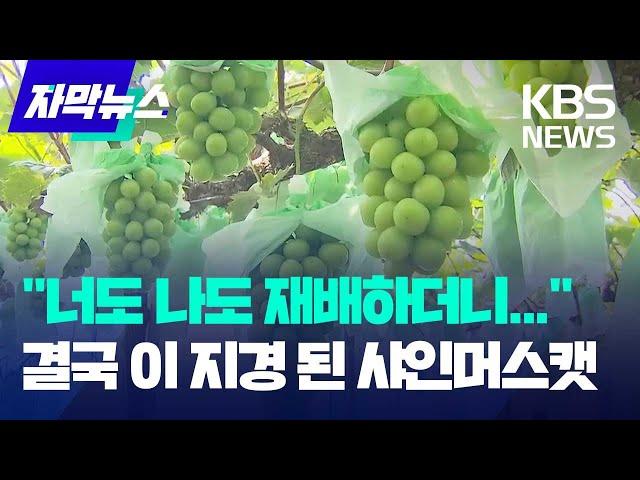 "너도 나도 재배하더니..." 결국 이 지경 된 샤인머스캣 / KBS 2024.09.15.