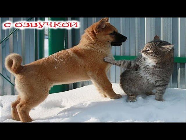 Funny Animal Videos 2024 - Funniest Dogs and Cats Videos #271