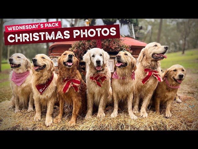 Wednesday Pack’s Christmas Santa Photos