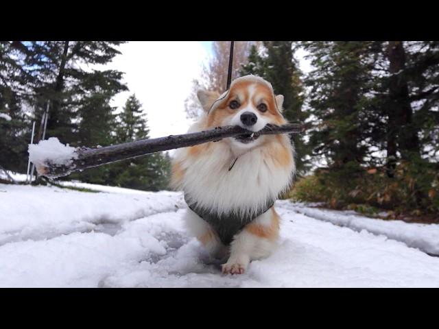 『初雪』が降ったので、犬とお散歩に出かけた結果…