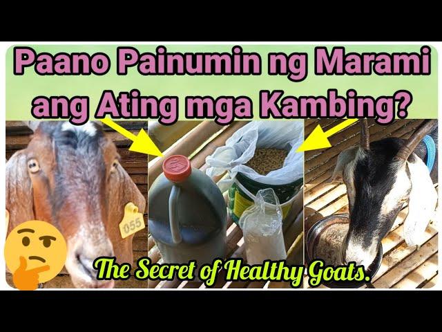 『Hindi ba malakas uminom ang Kambing mo?』〘Sundan mo lang ito!〙